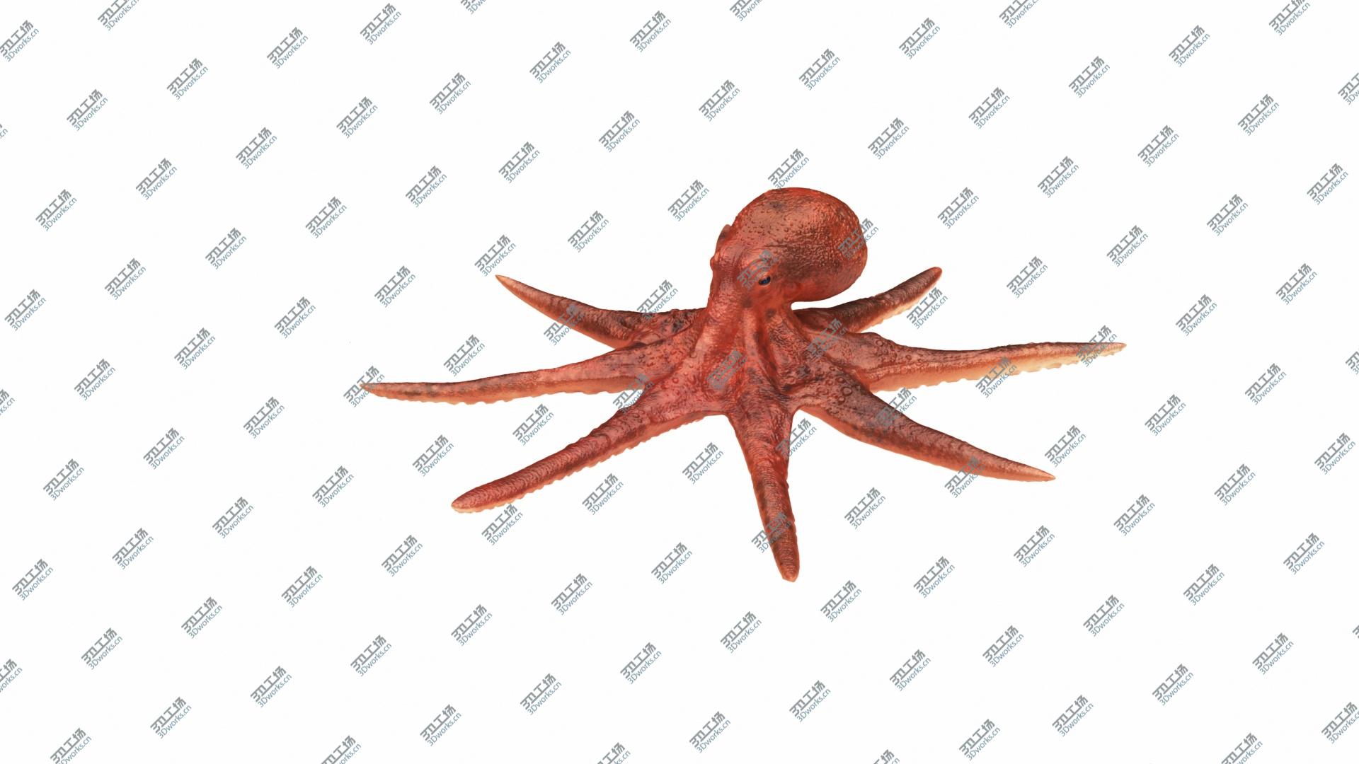 images/goods_img/2021040235/Underwater Animals Big Collection 13 in 1 model/3.jpg